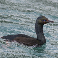 Stewart Island Shag (Otago)